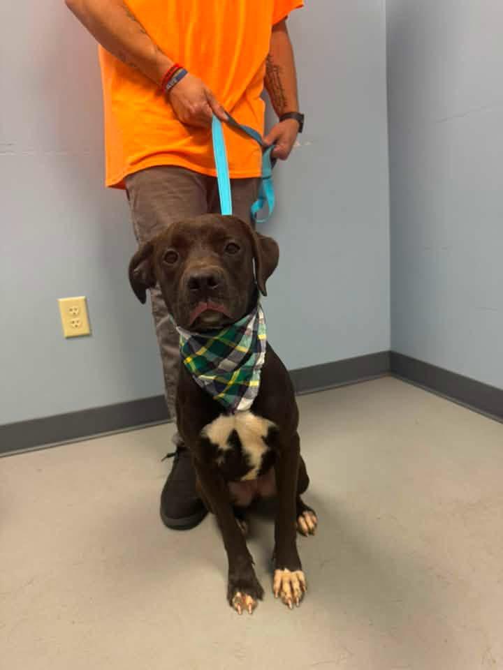 Enlarge Nutella, a ADOPTABLE mixed breed in Zanesville, OH image 1/2