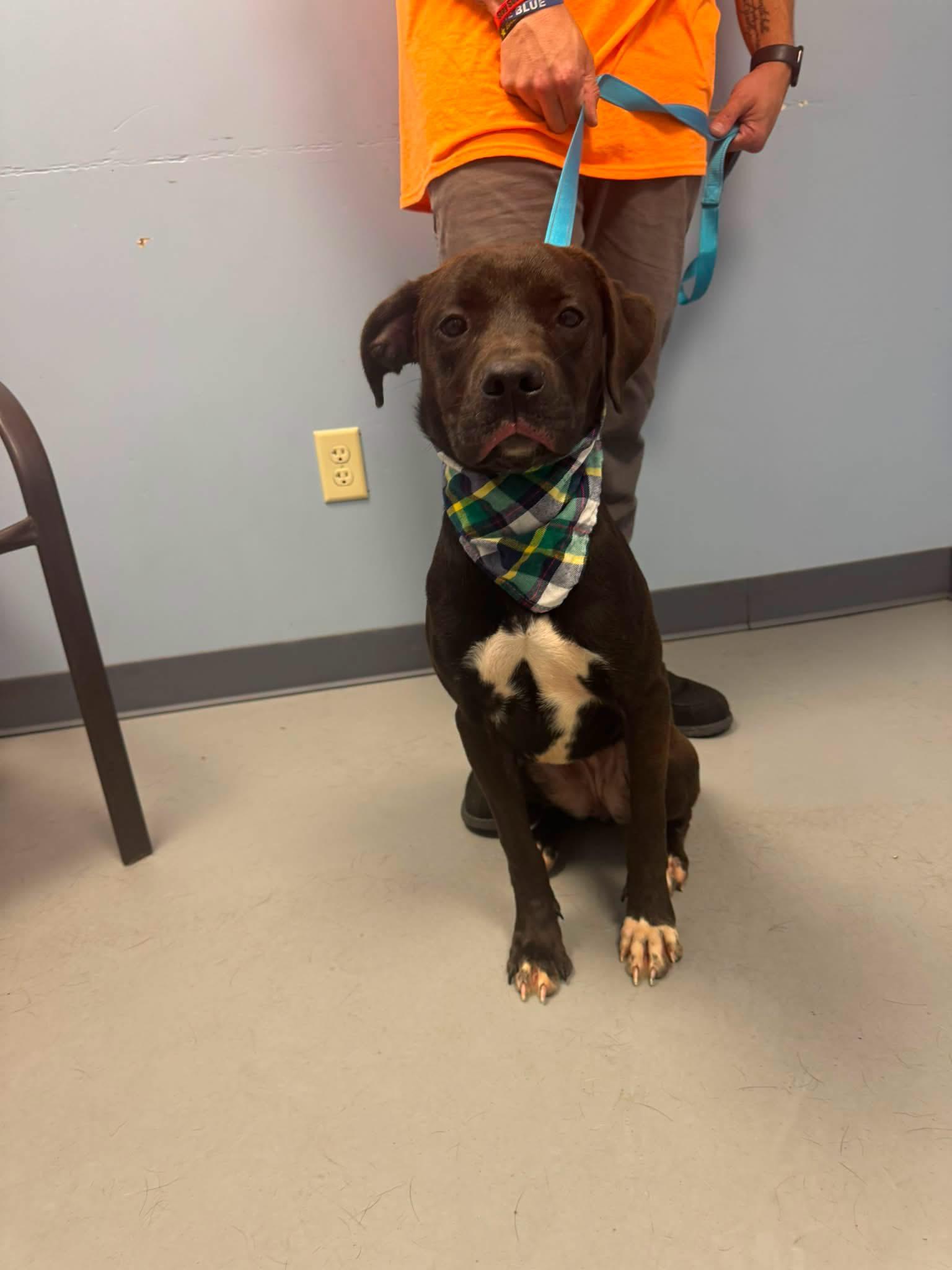 Enlarge Nutella, a ADOPTABLE mixed breed in Zanesville, OH image 2/2