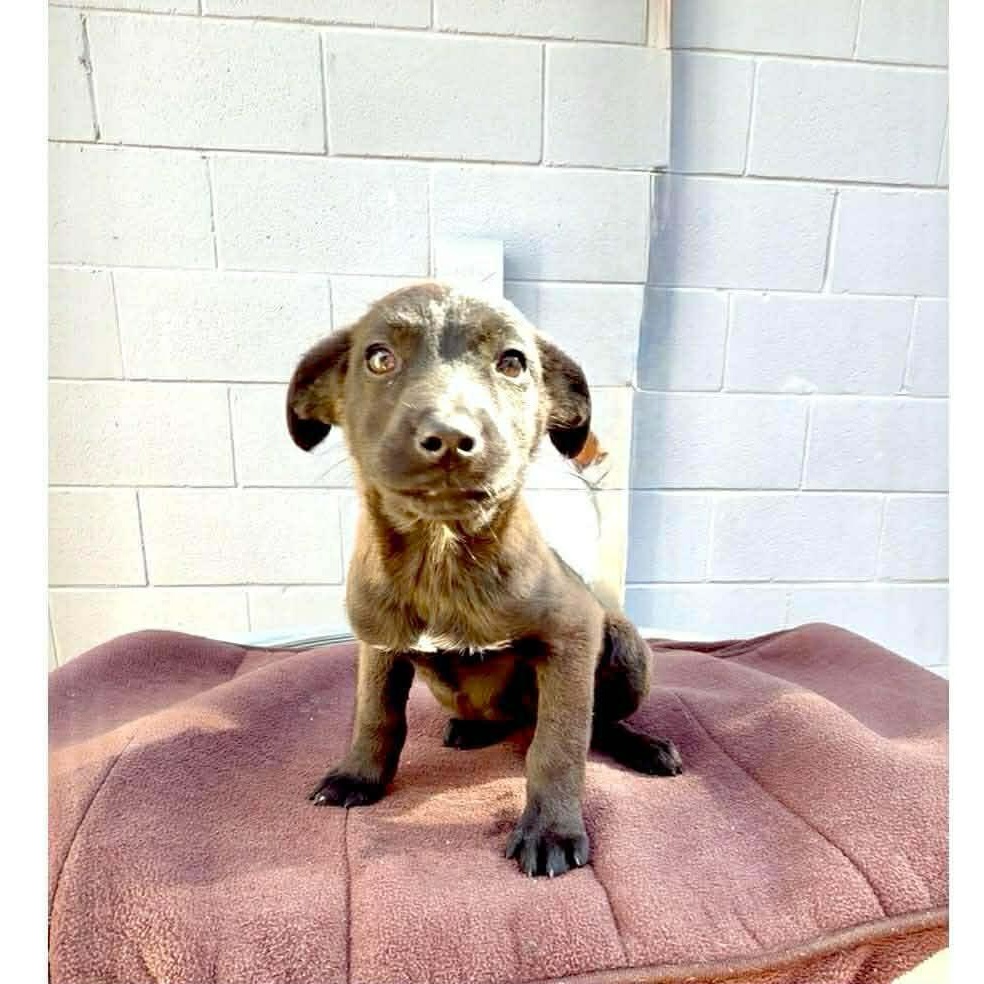 Enlarge Blanche, a ADOPTABLE mixed breed in Chepachet, RI image 1/2