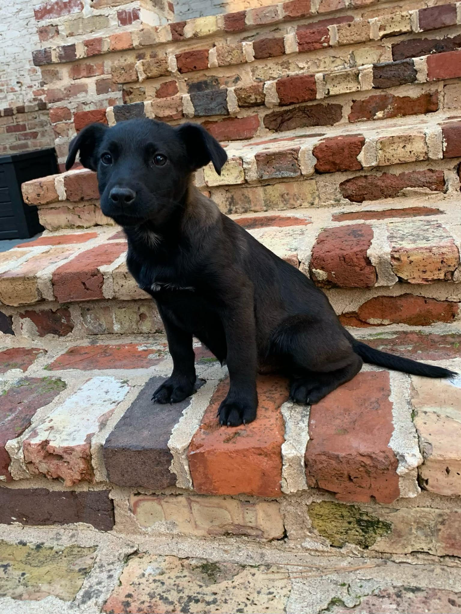 Enlarge Blanche, a ADOPTABLE mixed breed in Westport, MA image 4/6
