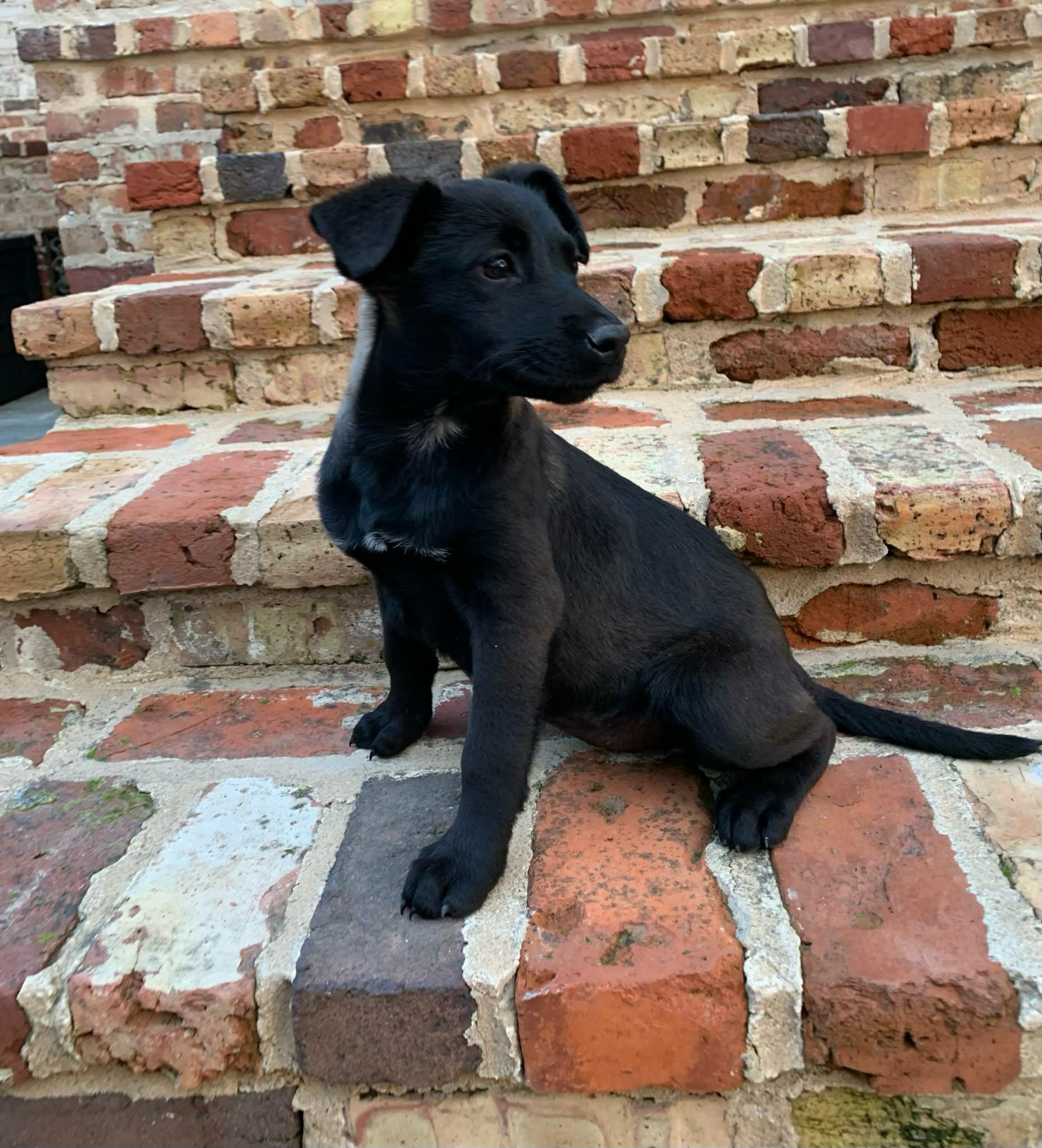 Enlarge Blanche, a ADOPTABLE mixed breed in Westport, MA image 5/6