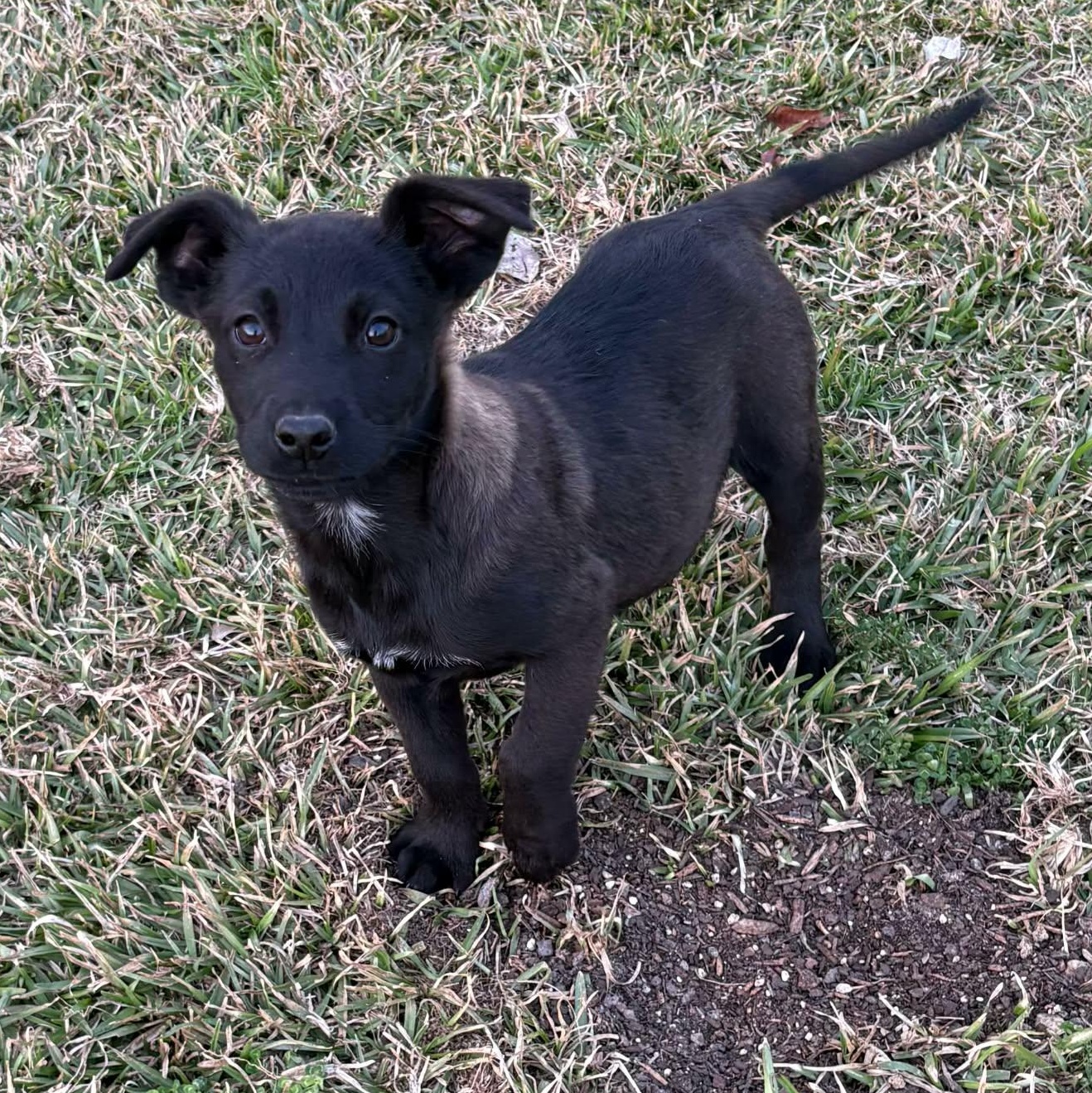 Enlarge Blanche, a ADOPTABLE mixed breed in Westport, MA image 2/6
