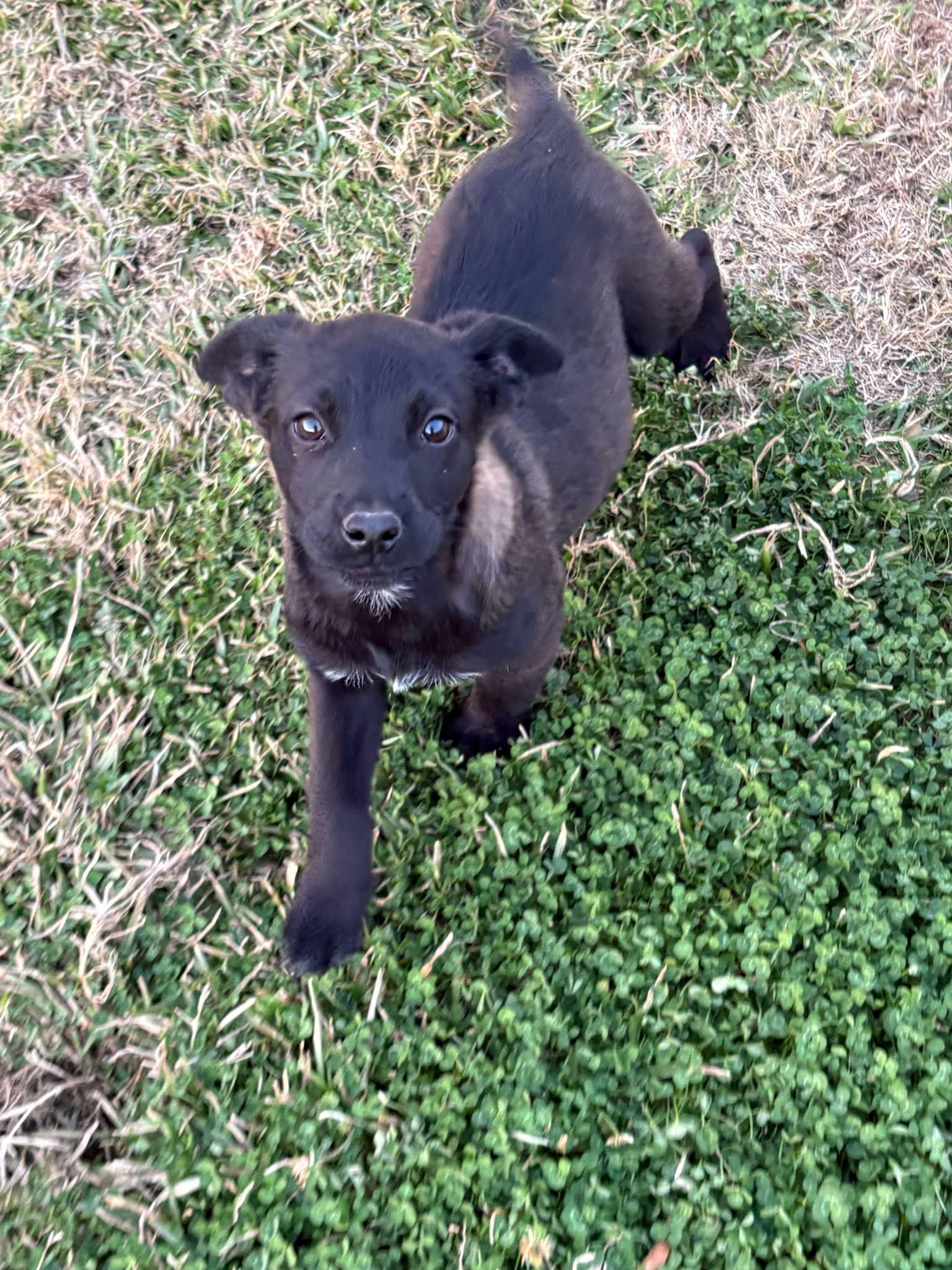 Enlarge Blanche, a ADOPTABLE mixed breed in Westport, MA image 3/6