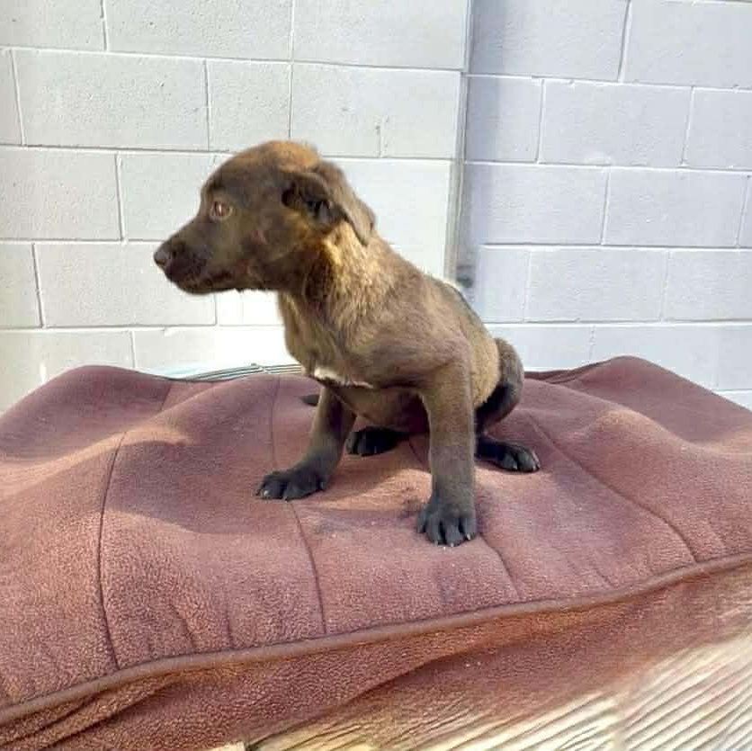 Enlarge Blanche, a ADOPTABLE mixed breed in Chepachet, RI image 2/2