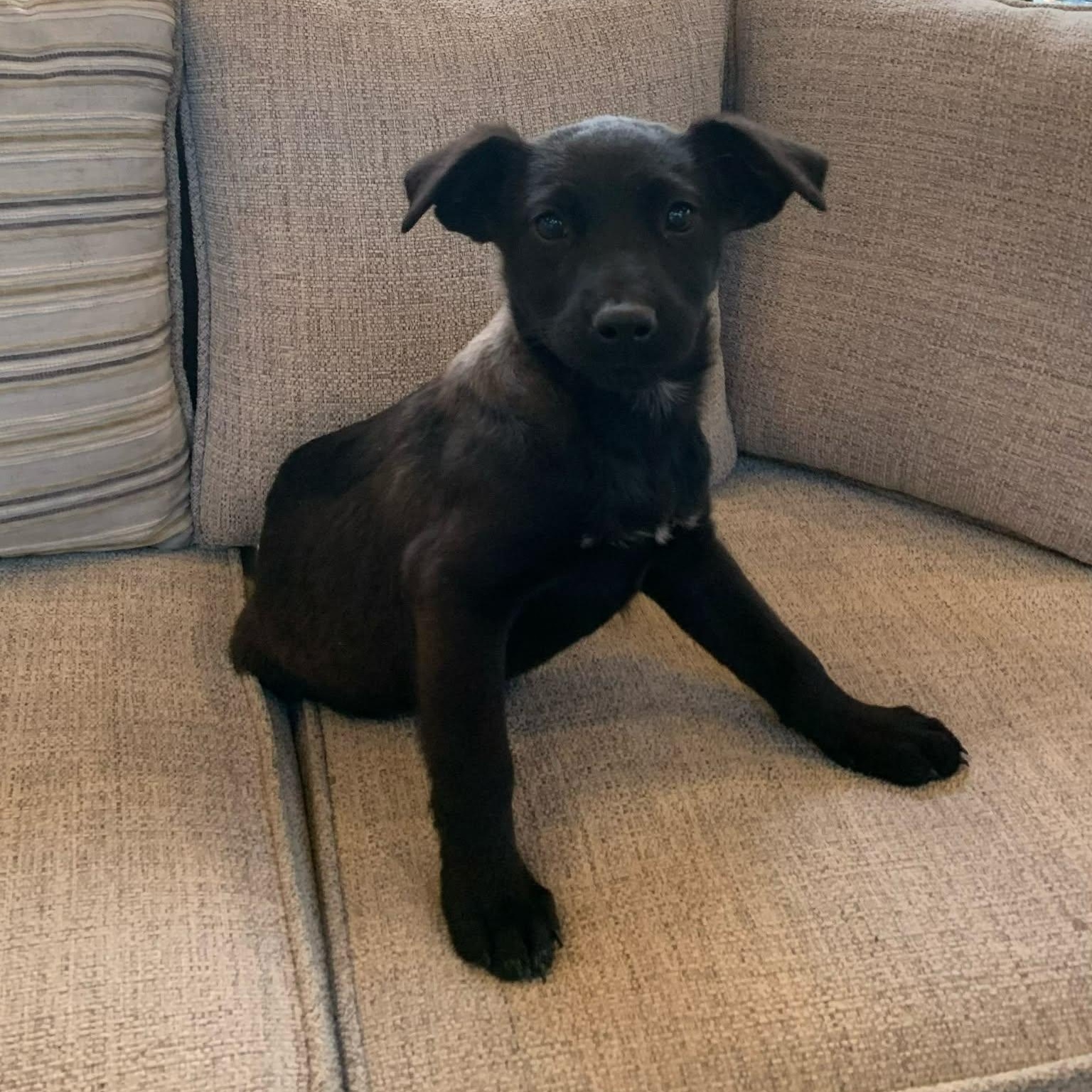 Blanche, ADOPTABLE, Puppy Female Australian Shepherd.