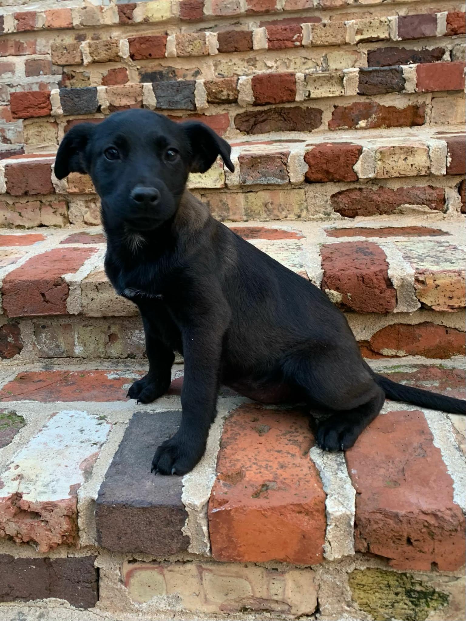 Enlarge Blanche, a ADOPTABLE mixed breed in Westport, MA image 6/6
