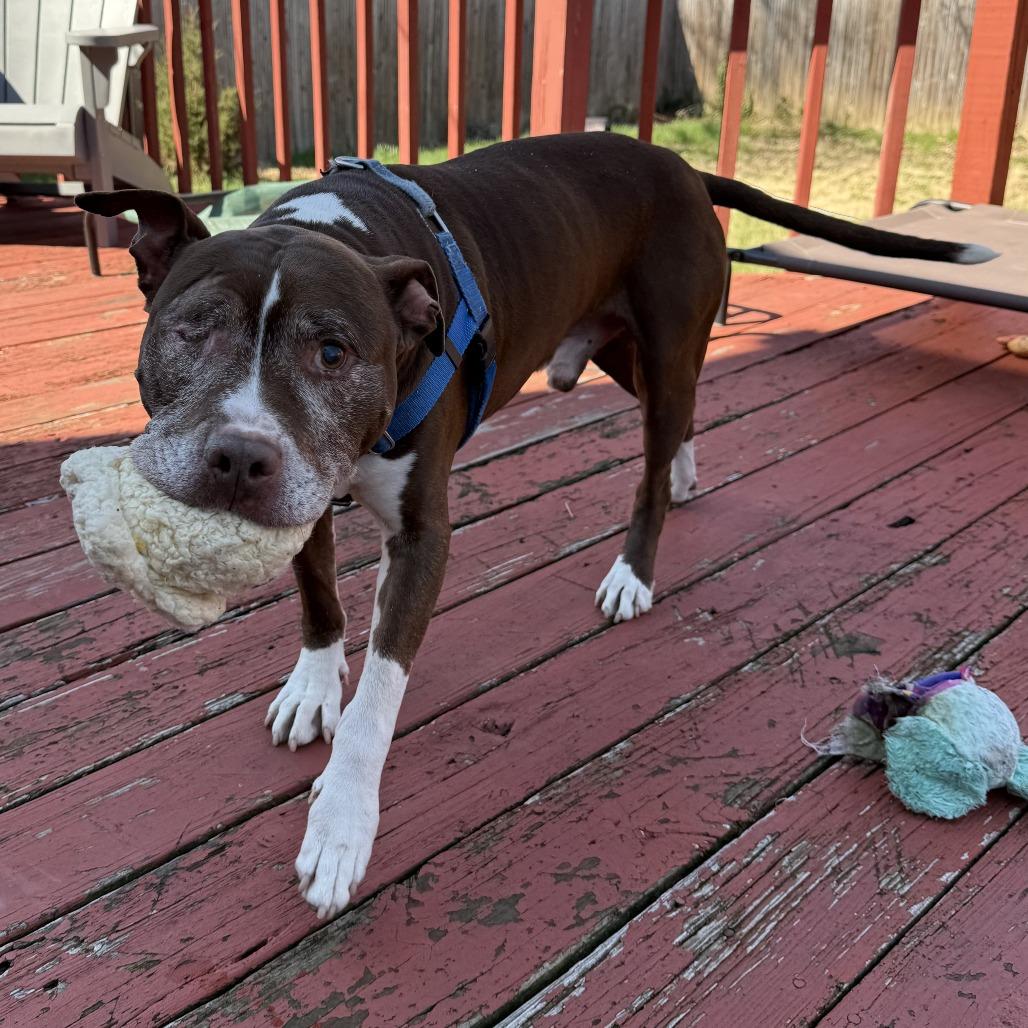 Merlyn, Adoptable, Senior Male Pit Bull Terrier & Mixed Breed.