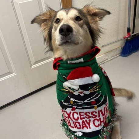 Jenny, Adoptable, Young Female Husky & Shepherd.