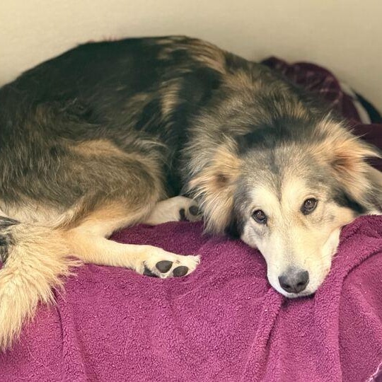 Enlarge Jenny, a Adoptable mixed breed in Driggs, ID image 2/4