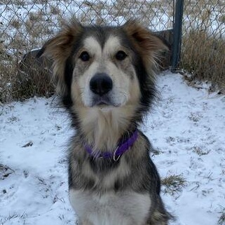 Enlarge Jenny, a Adoptable mixed breed in Driggs, ID image 3/4