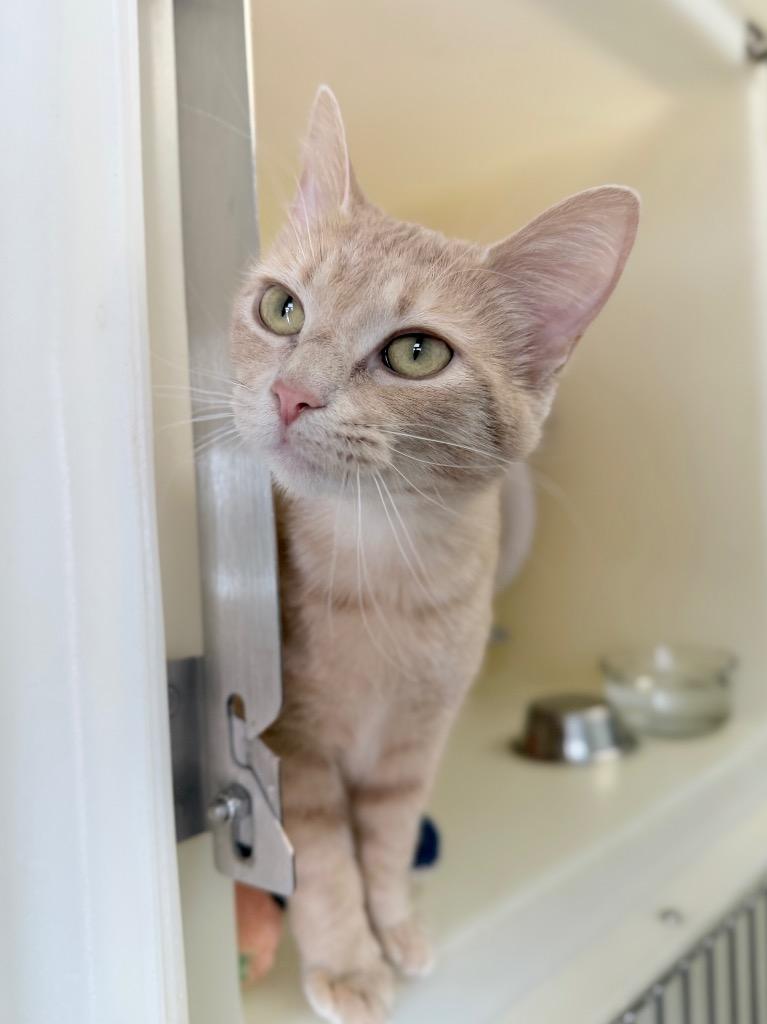 Enlarge Torri, a Adoptable mixed breed in Menomonie, WI image 1/2