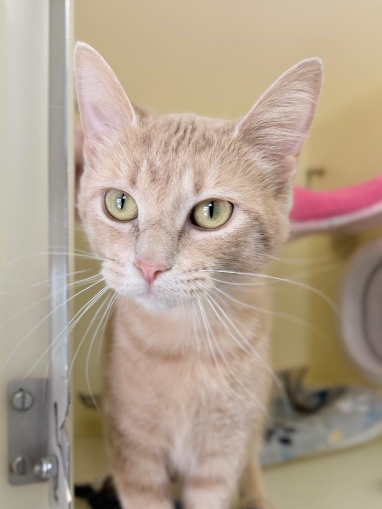 Enlarge Torri, a Adoptable mixed breed in Menomonie, WI image 2/2