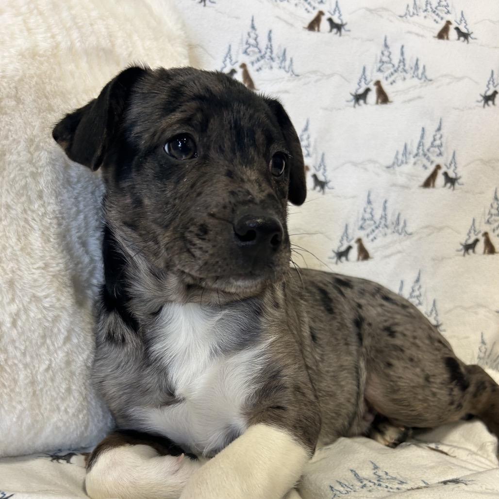 Checkers, Adoptable, Puppy Male Mixed Breed.