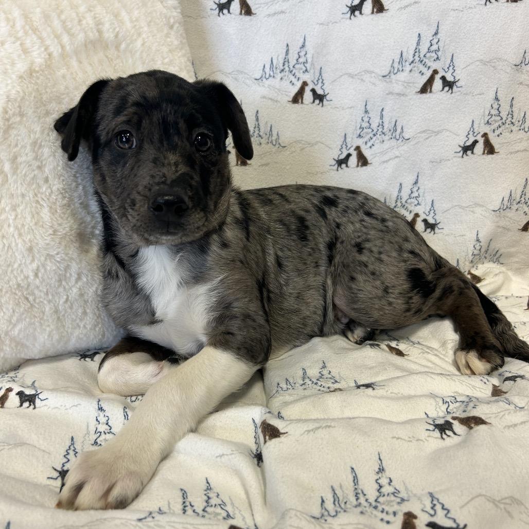 Enlarge Checkers, a Adoptable Mixed Breed in Park City, UT image 2/4