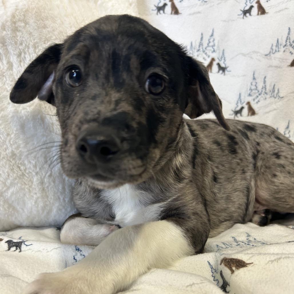 Enlarge Checkers, a Adoptable Mixed Breed in Park City, UT image 3/4