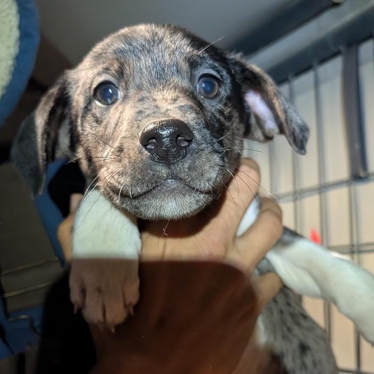Enlarge Checkers, a Adoptable Mixed Breed in Park City, UT image 4/4