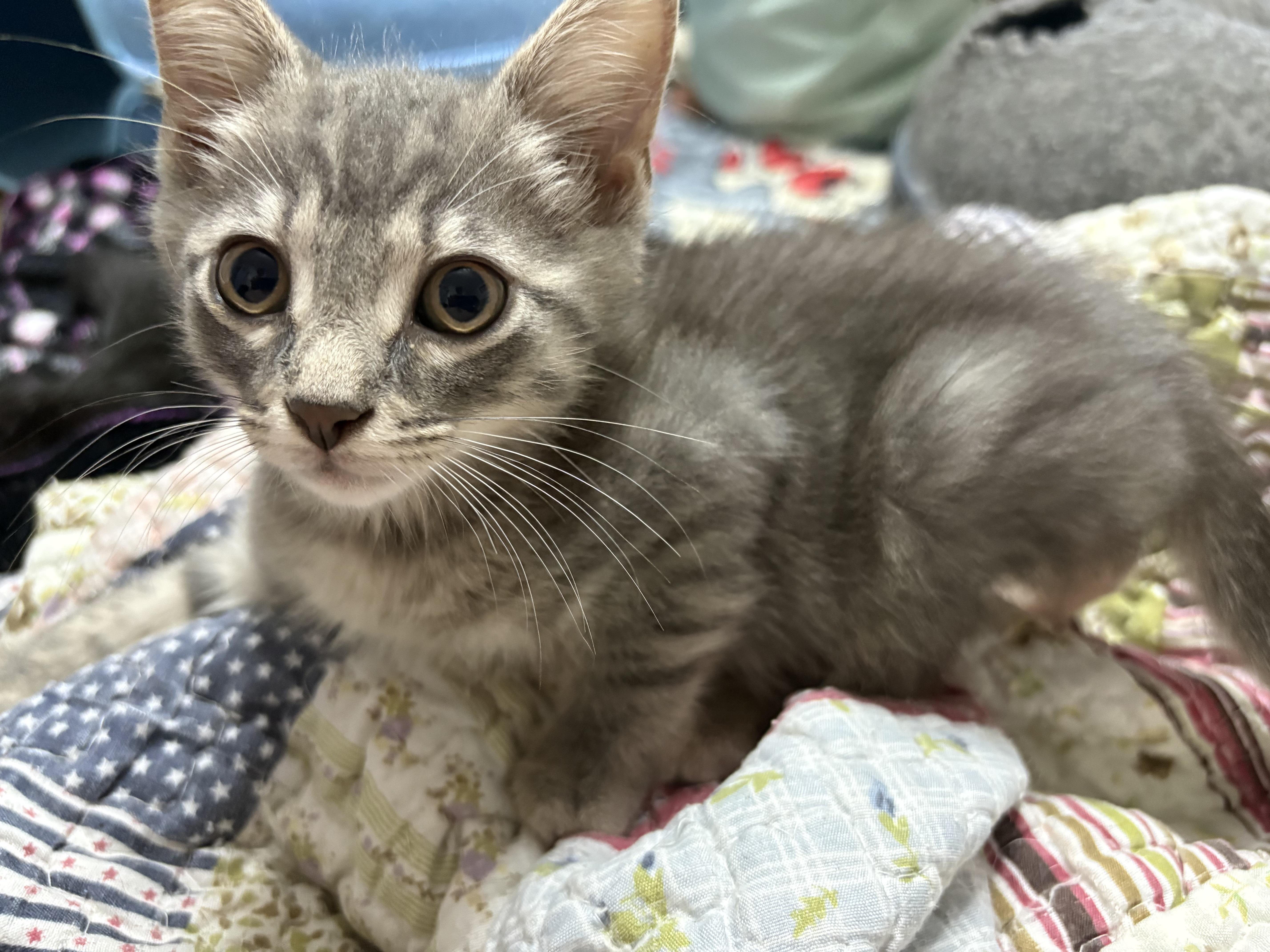 Sydney, a ADOPTABLE mixed breed in Vineyard Haven, MA image 2/5