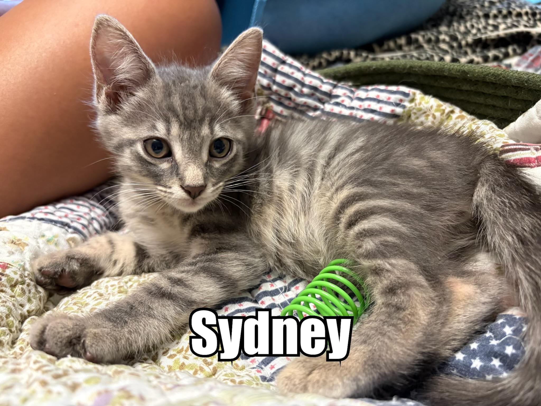 Sydney, ADOPTABLE, Kitten Female Domestic Medium Hair.