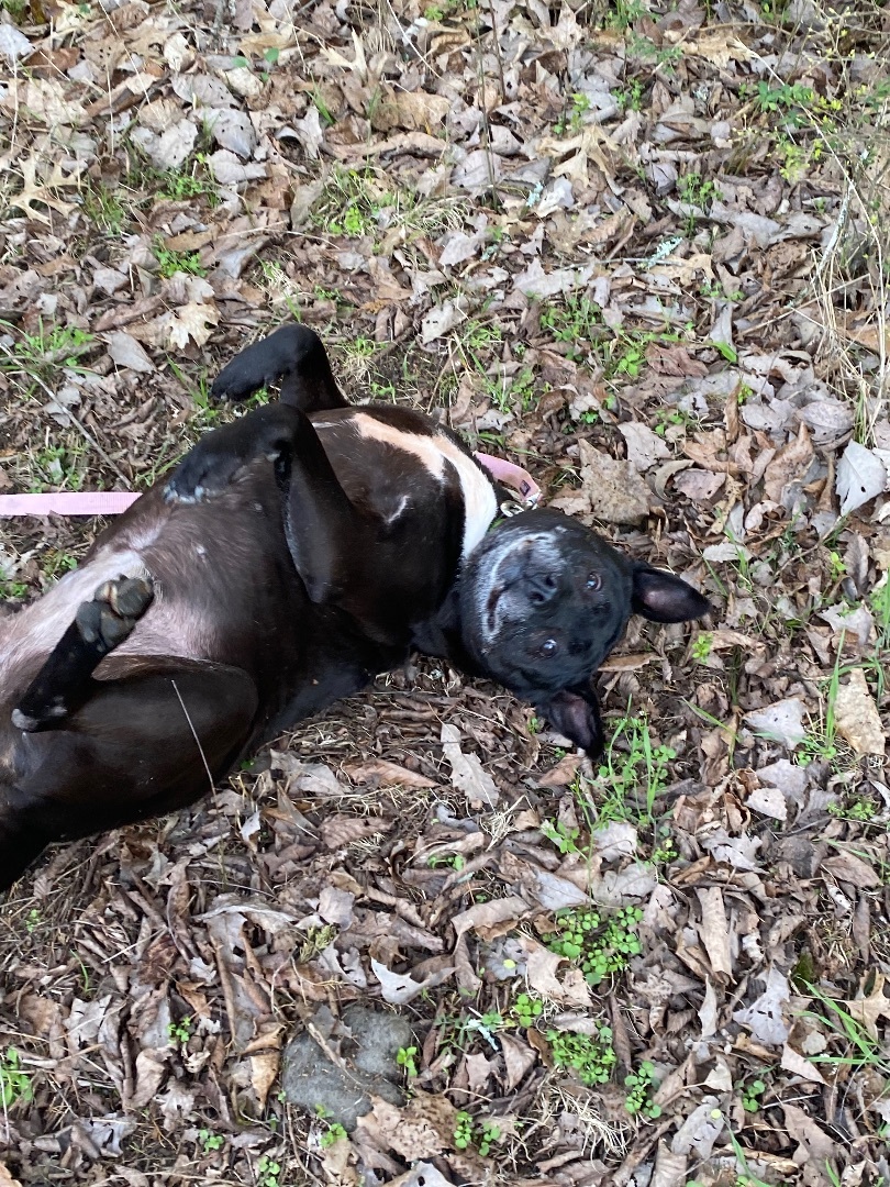 Serene, a Adoptable Pit Bull Terrier in Eagleville, TN image 1/9
