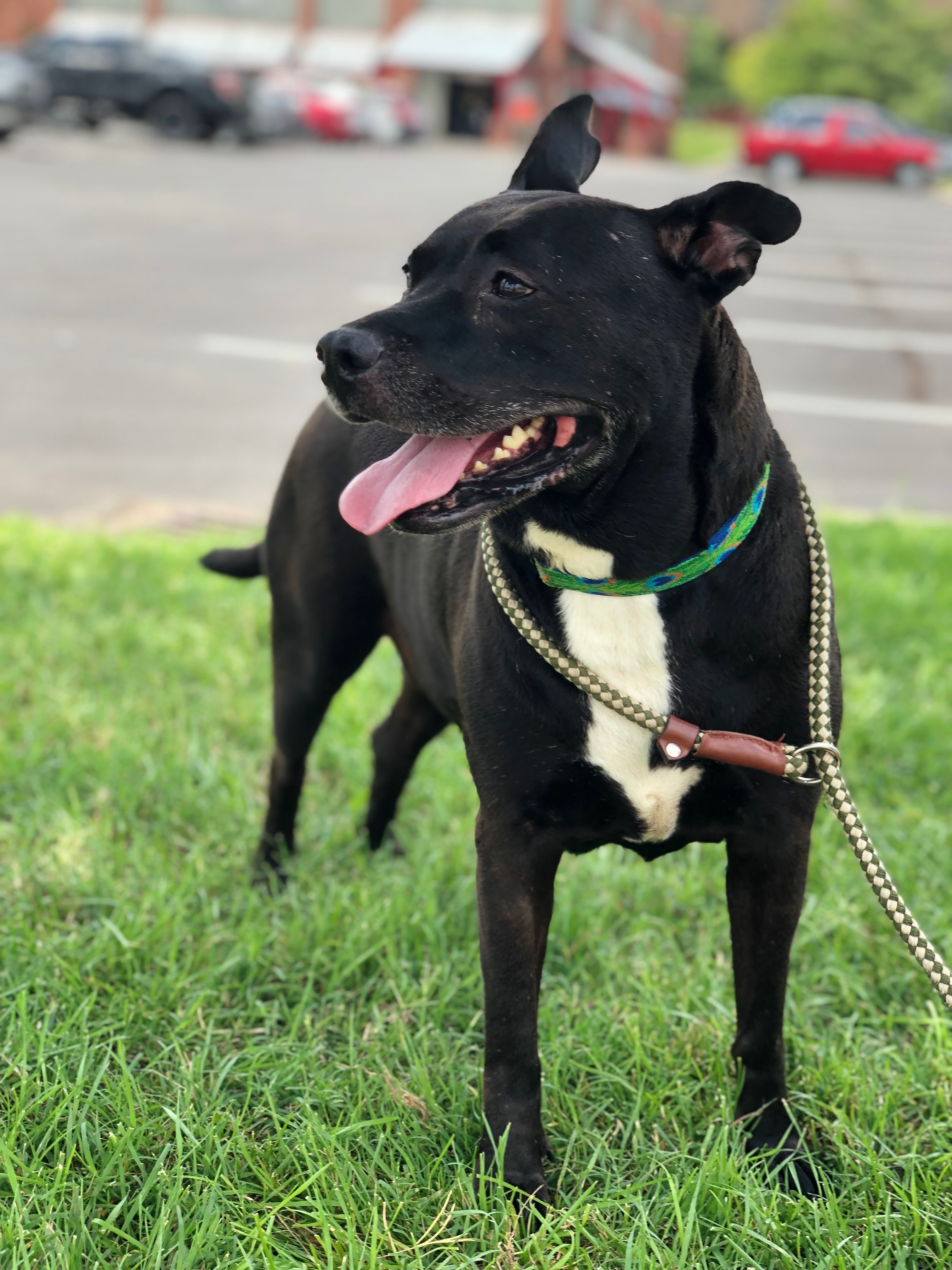 Serene, a Adoptable Pit Bull Terrier in Eagleville, TN image 3/9