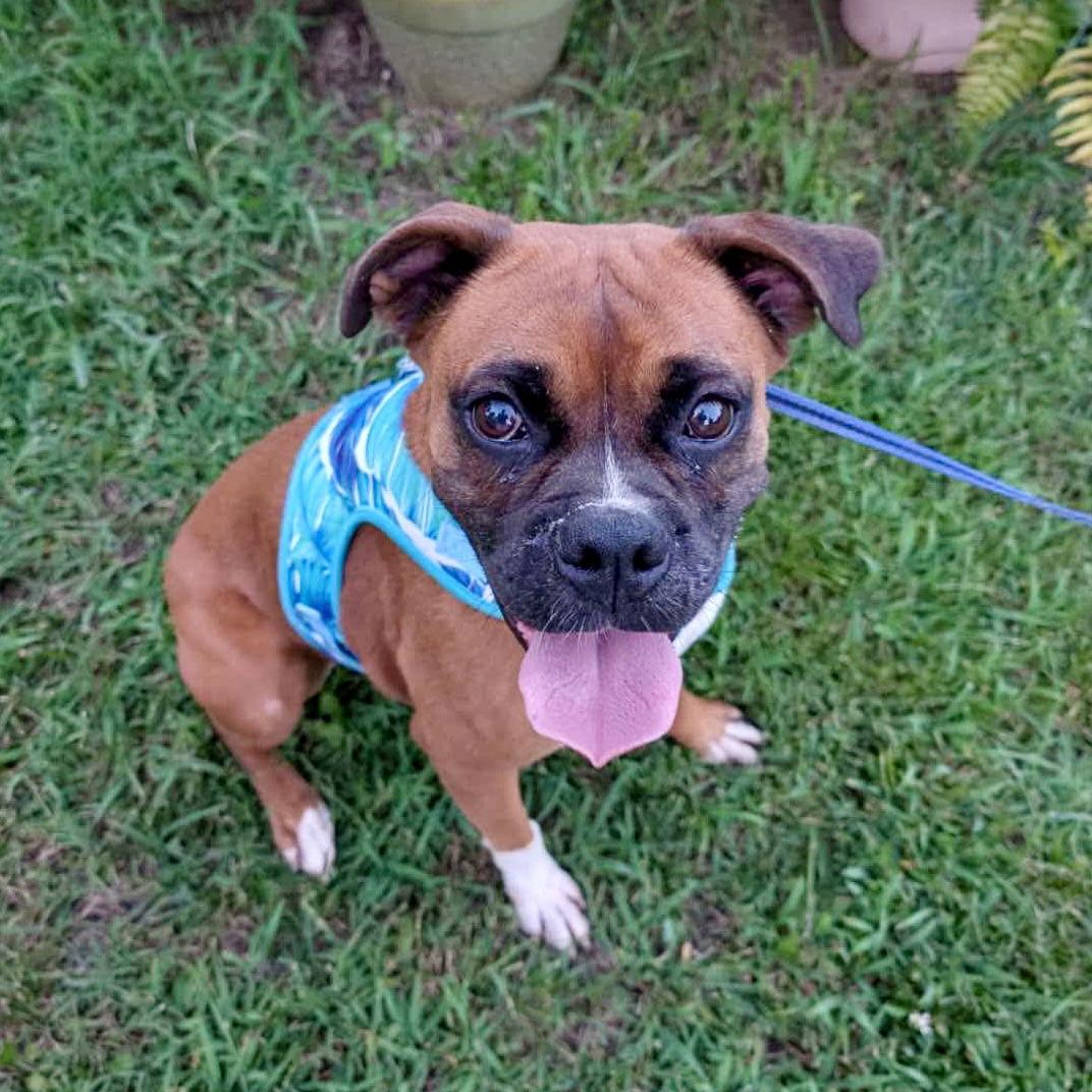 G.G., Adopted, Adult Female Boxer.