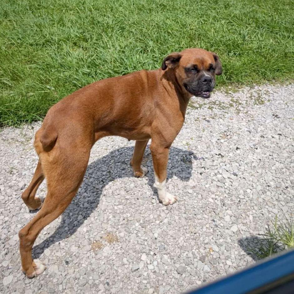 Enlarge G.G., a Adopted Boxer in Monticello, NY image 2/2