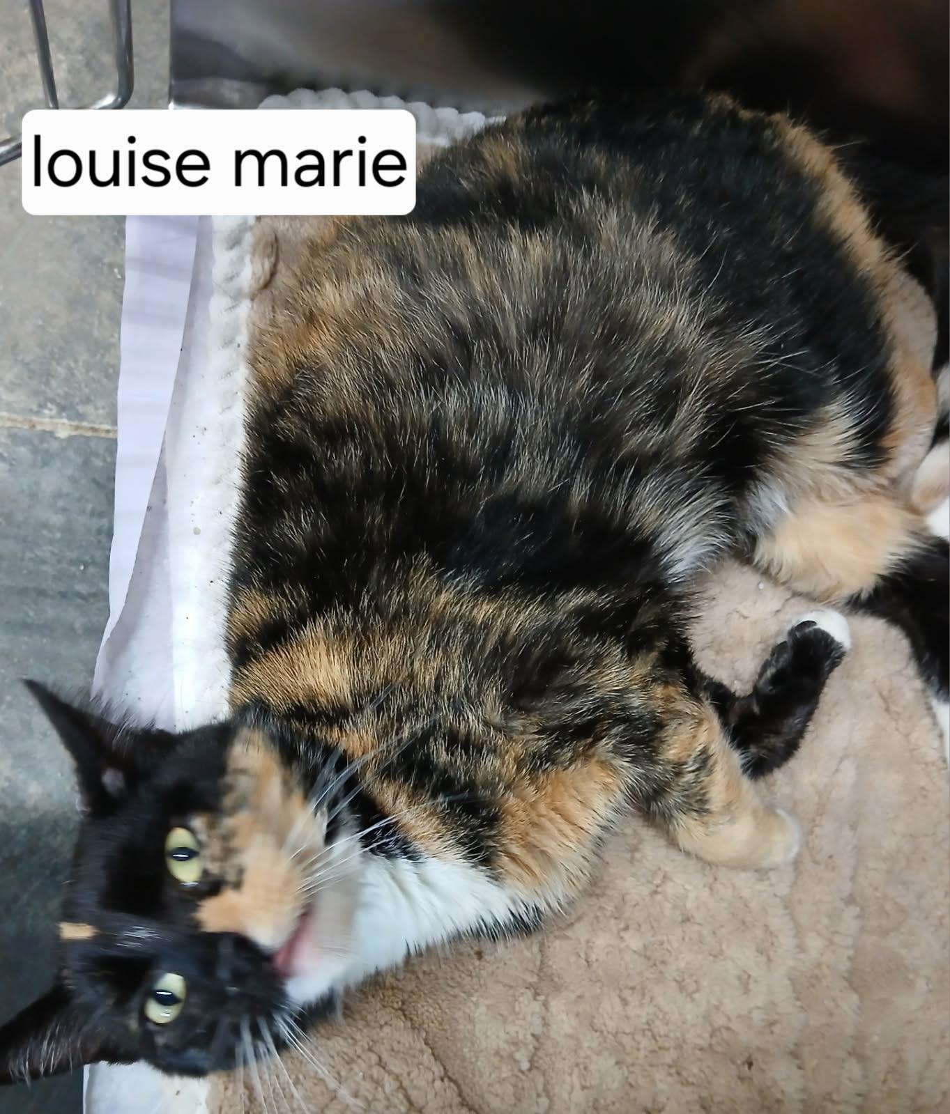 Louise Marie, ADOPTABLE, Adult Female Tortoiseshell.