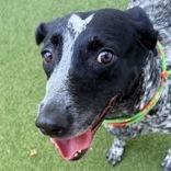 Suzie, Adoptable, Adult Female German Shorthaired Pointer & Mixed Breed.