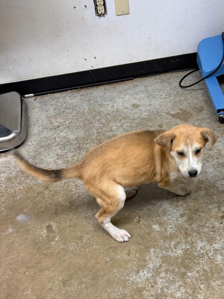 Enlarge Jack Jack, a Adoptable mixed breed in Lockhart, TX image 1/1