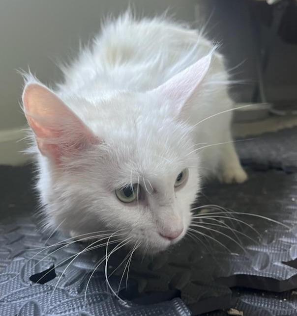 SnowWhite, Adoptable, Young Female Domestic Long Hair.