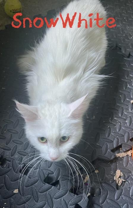 SnowWhite, a Adoptable mixed breed in Morganton, NC image 2/2