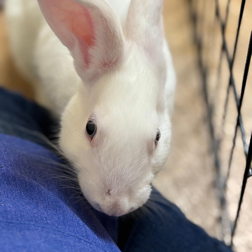 Emilio, a Adoptable Bunny Rabbit in Richmond, CA image 1/2