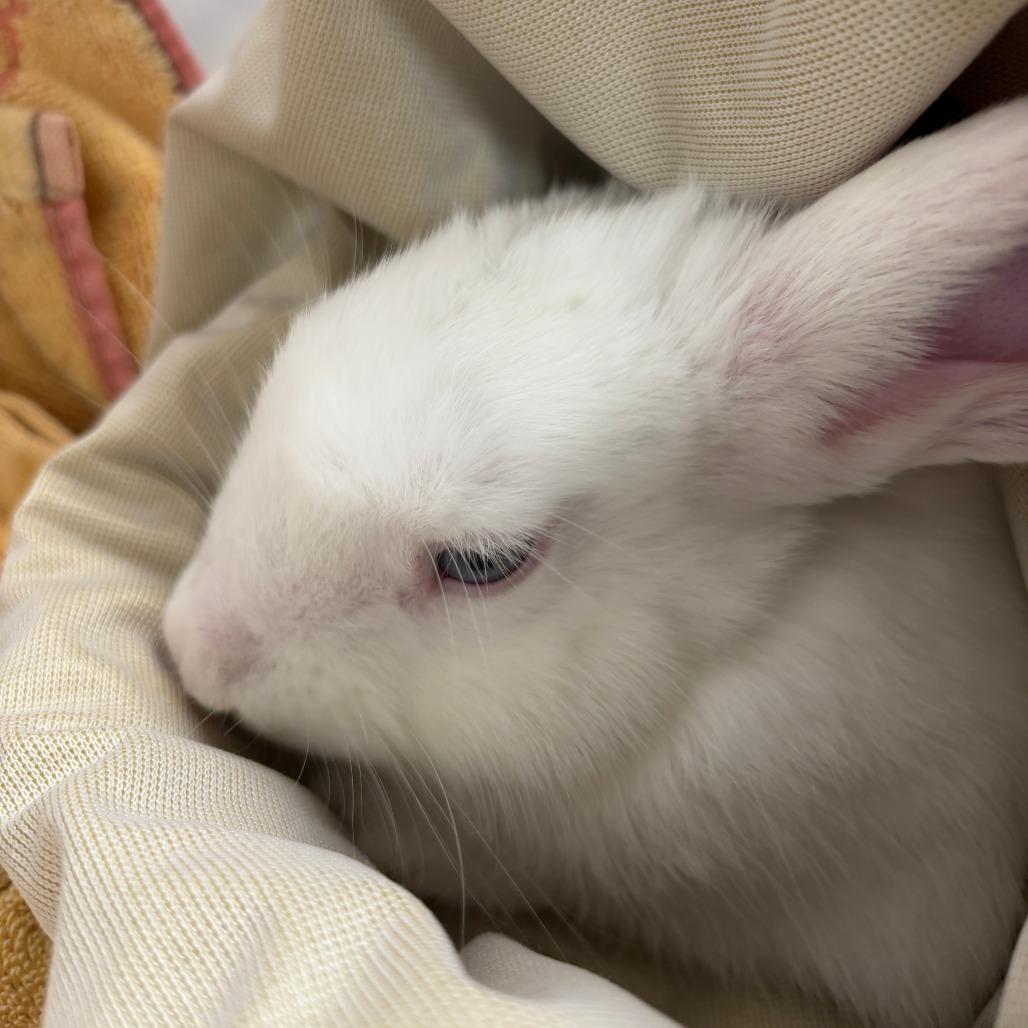 Emilio, a Adoptable Bunny Rabbit in Richmond, CA image 2/2