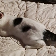 Doughboy with Tula - Bonded pair, a Adoptable American Shorthair in Yakima, WA image 2/3