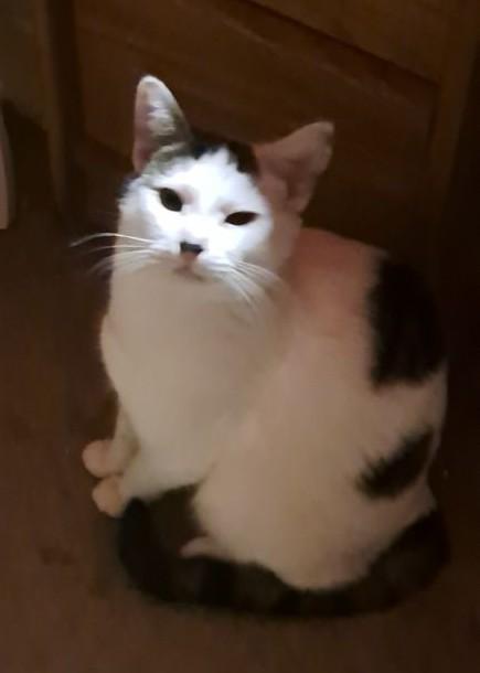 Doughboy with Tula - Bonded pair, a Adoptable American Shorthair in Yakima, WA image 1/3