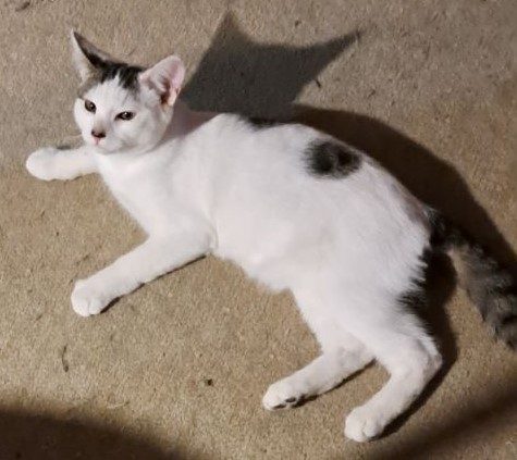 Doughboy with Tula - Bonded pair, a Adoptable American Shorthair in Yakima, WA image 3/3