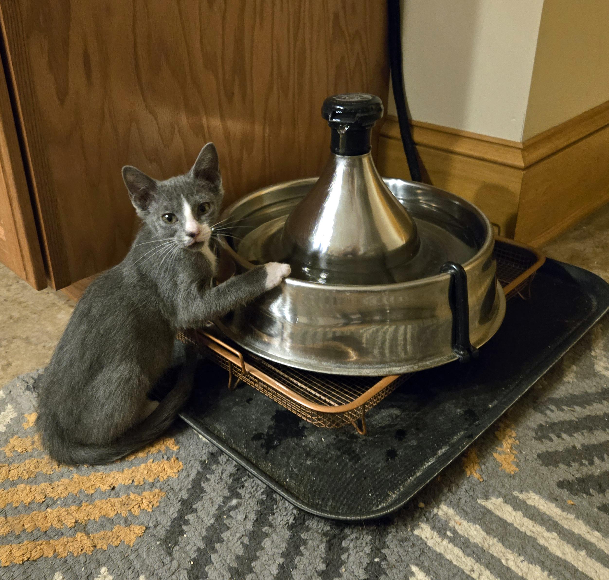 Purr, Young Male Domestic Medium Hair