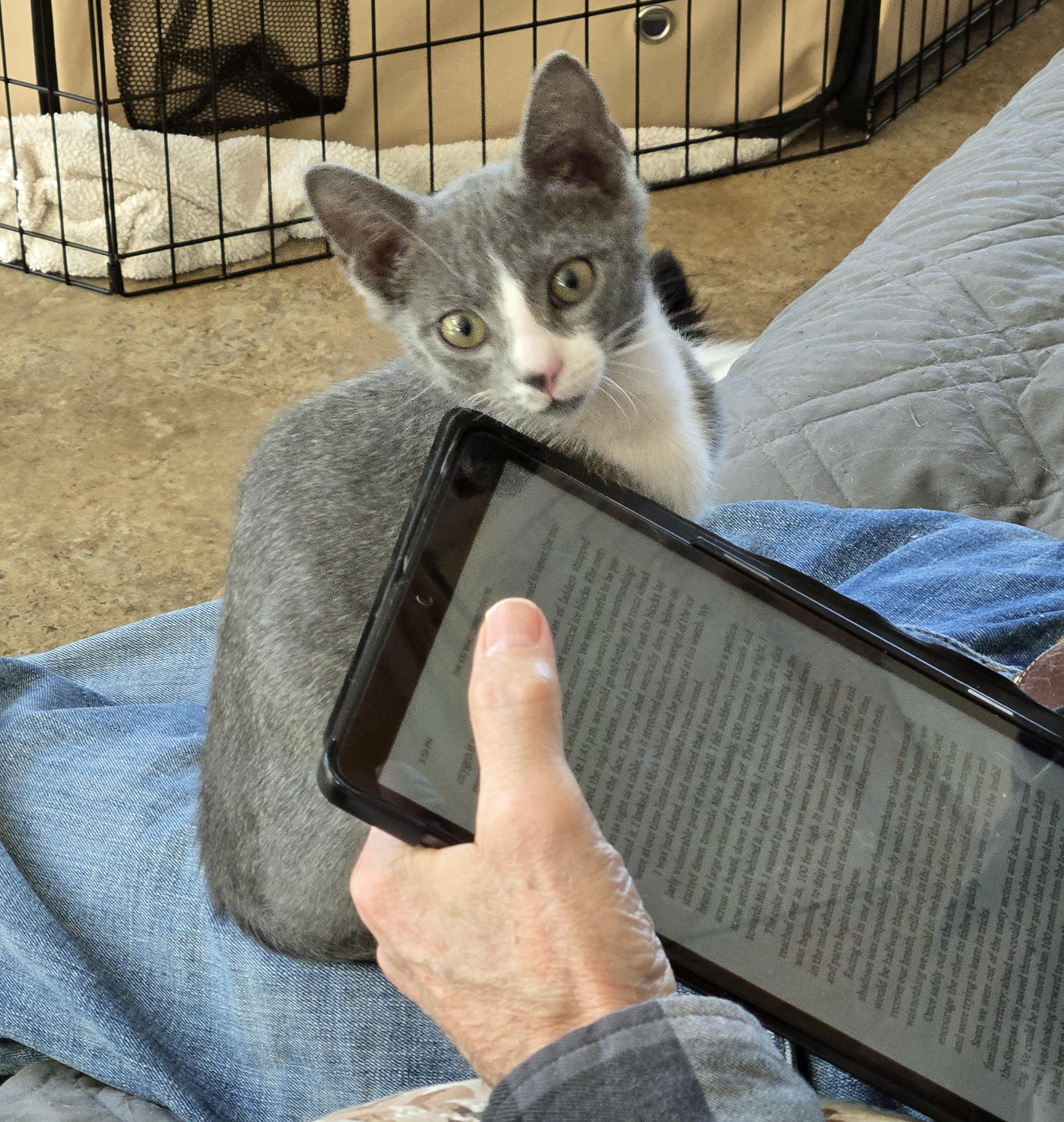 Purr photo 3