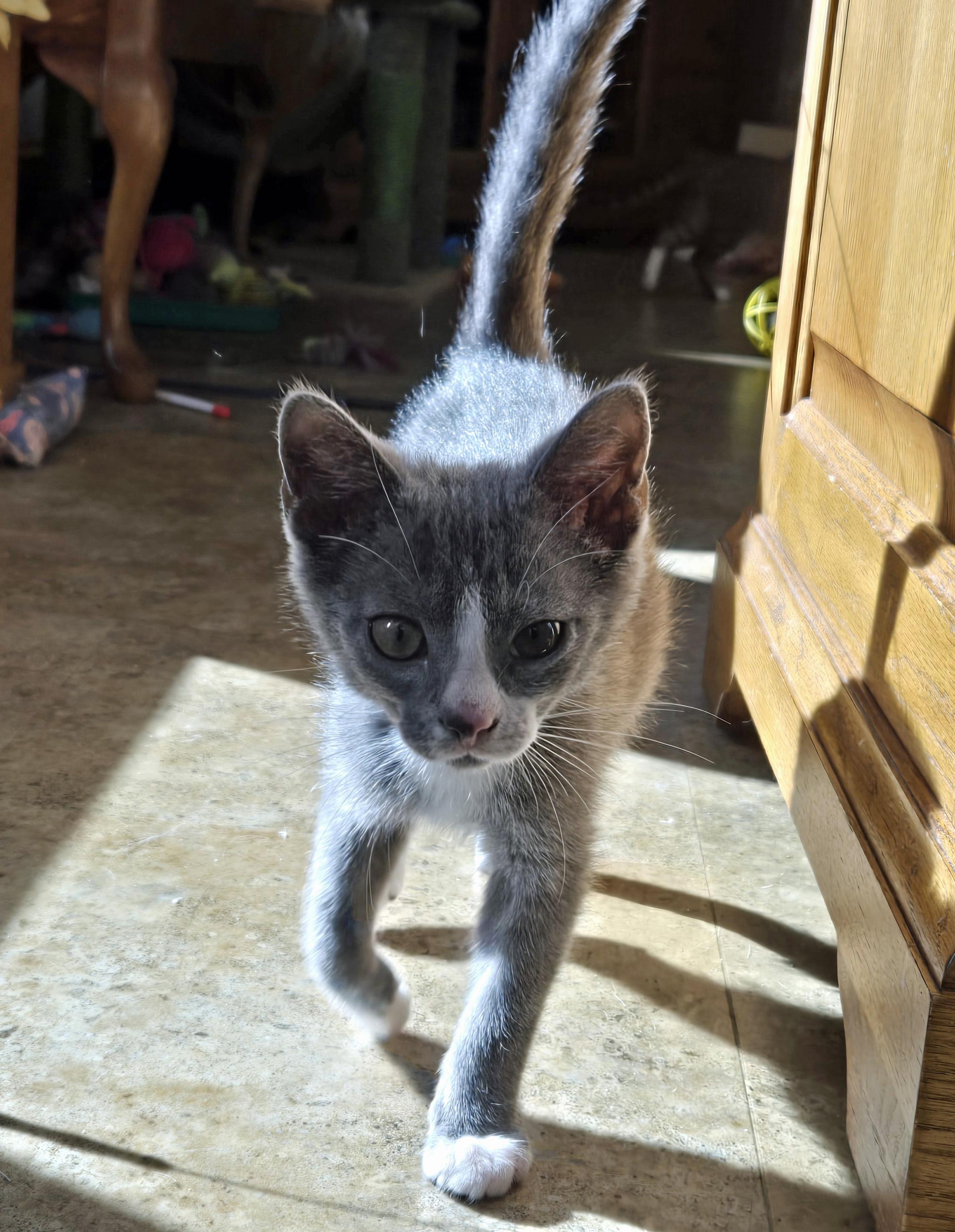 Purr photo 5