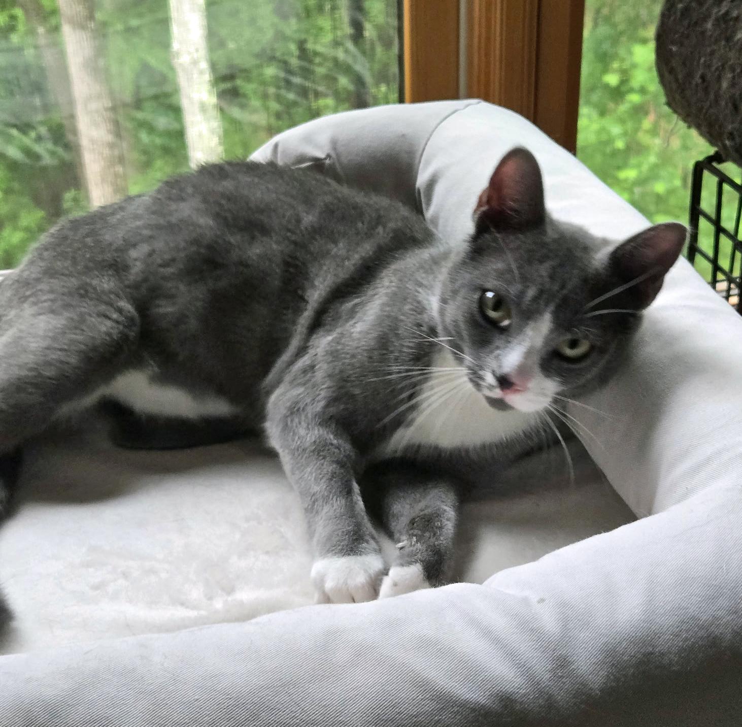 Purr photo 2