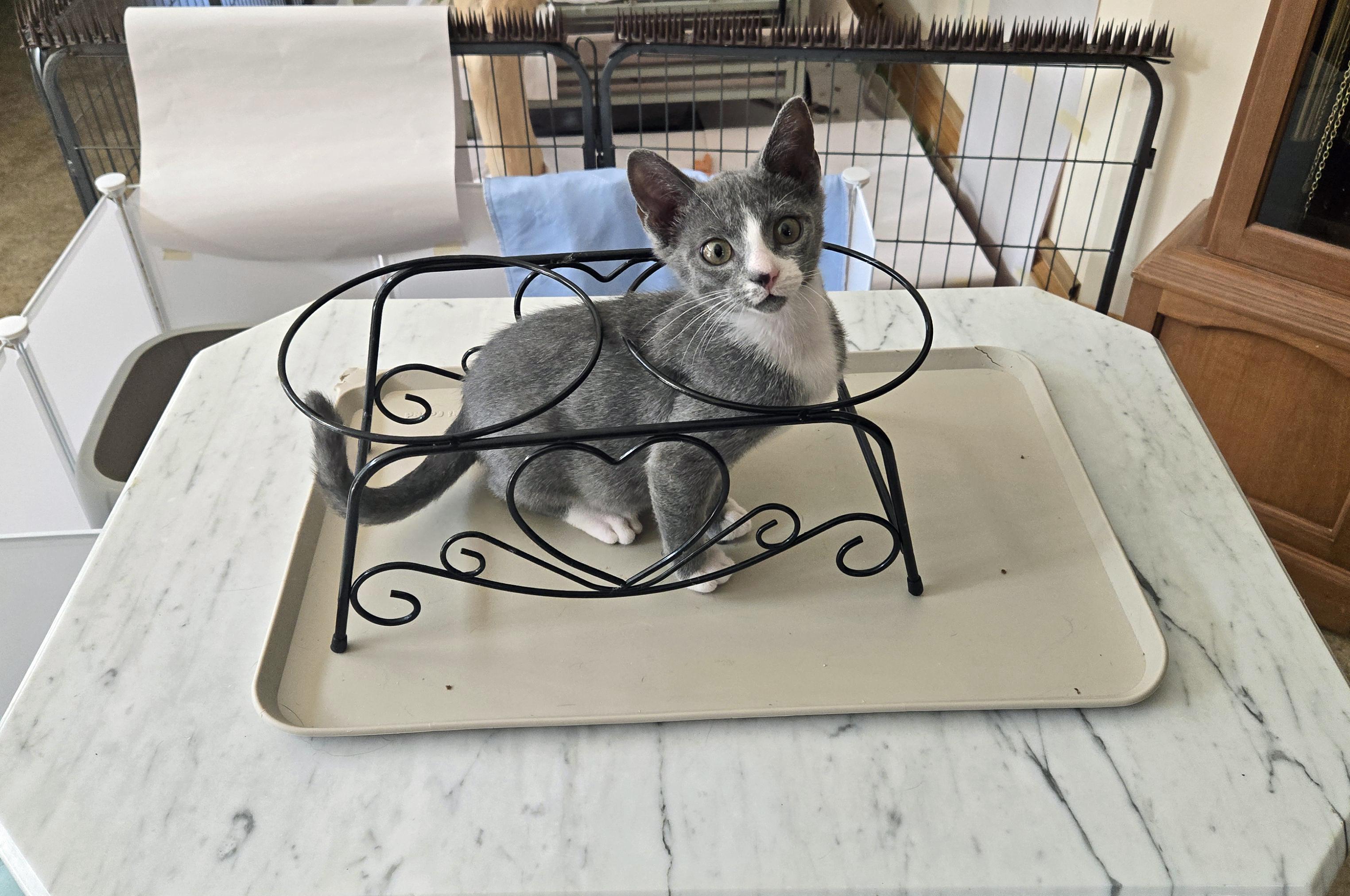 Purr photo 4