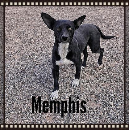 Memphis, a Adopted Chihuahua in Deming, NM image 1/2