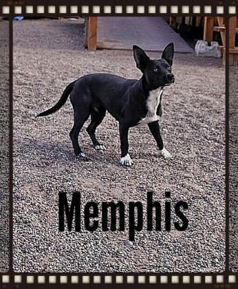 Memphis, a Adopted Chihuahua in Deming, NM image 2/2