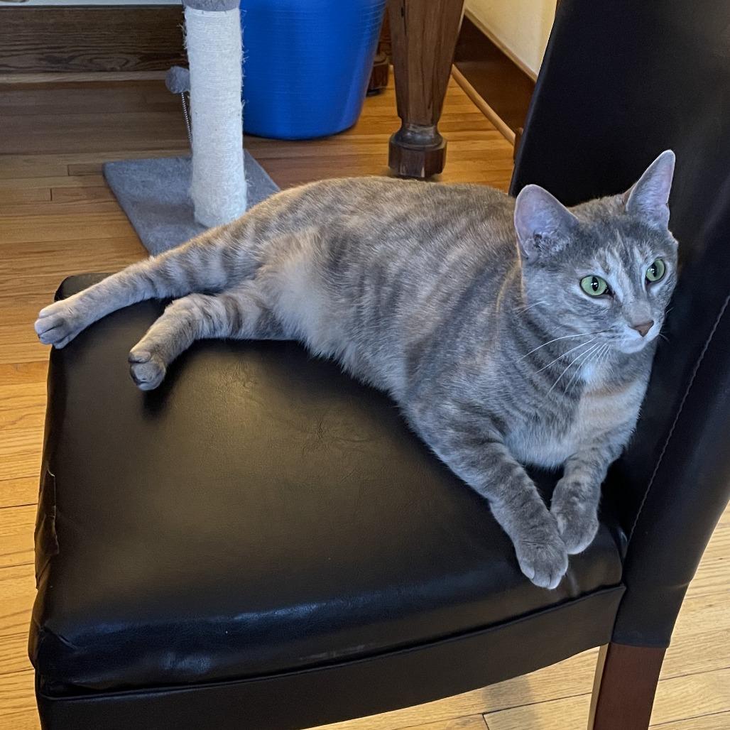 Shelly C11052, Adoptable, Adult Female Domestic Short Hair.