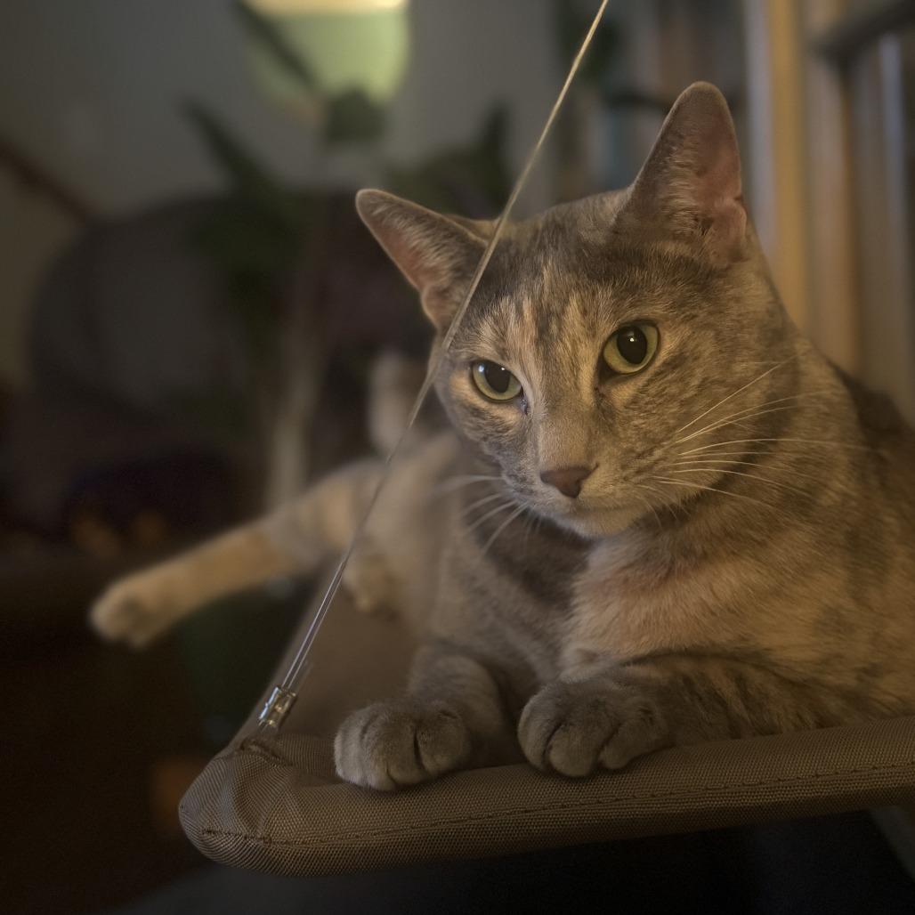 Enlarge Shelly C11052, a Adoptable Domestic Short Hair in Minneapolis, MN image 2/4
