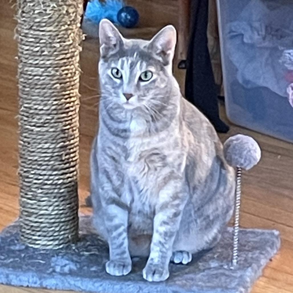 Enlarge Shelly C11052, a Adoptable Domestic Short Hair in Minneapolis, MN image 3/4