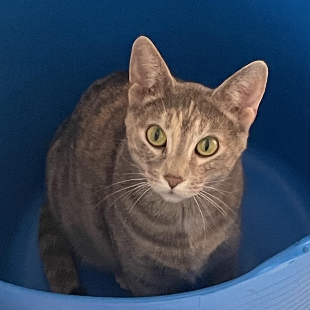 Enlarge Shelly C11052, a Adoptable Domestic Short Hair in Minneapolis, MN image 4/4