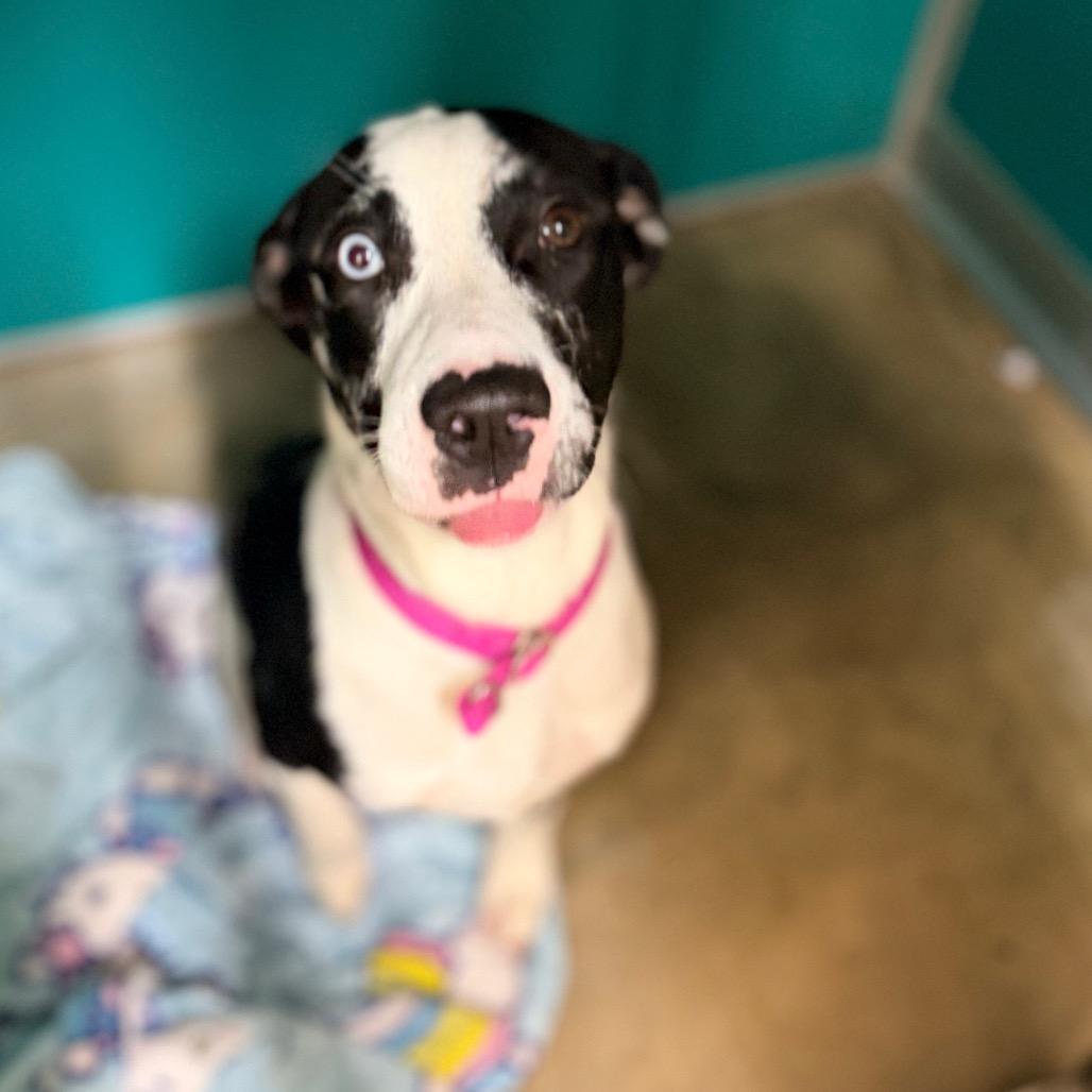 Missy, Adoptable, Young Female Catahoula Leopard Dog & Mixed Breed.