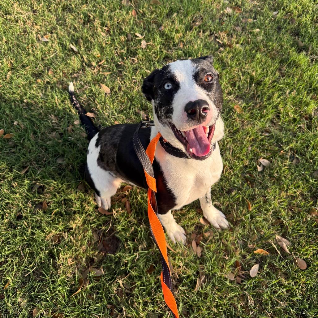 Enlarge Missy, a Adoptable mixed breed in San Antonio, TX image 2/6