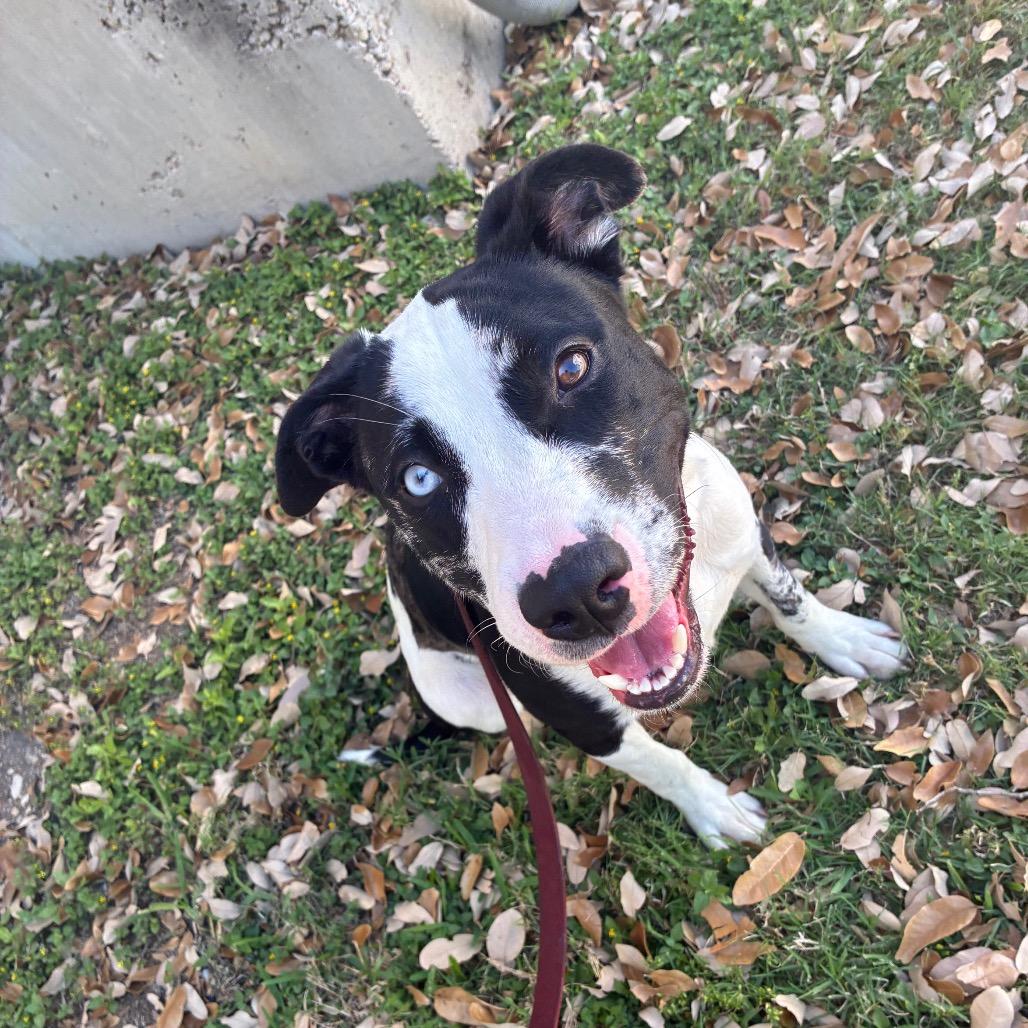 Enlarge Missy, a Adoptable mixed breed in San Antonio, TX image 3/6